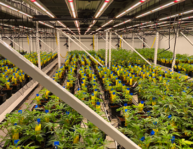 Solar-Pollinator-Habitat_-Third-Sun-Kokosing-Solar_Denison-University_Granville-Ohio 178